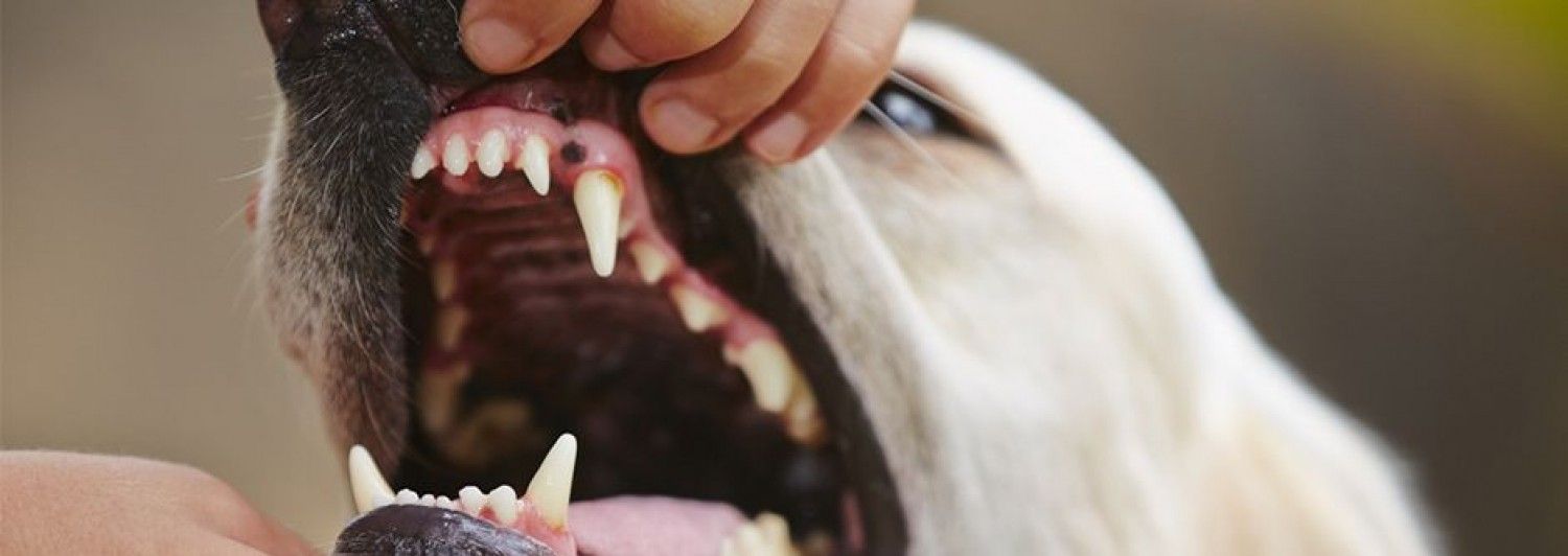 Hund der viser sit tandsæt