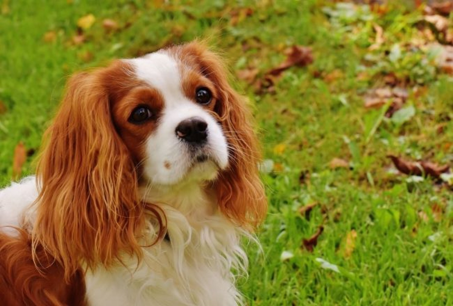 Hvorfor spiser min hund græs – og er det farligt?