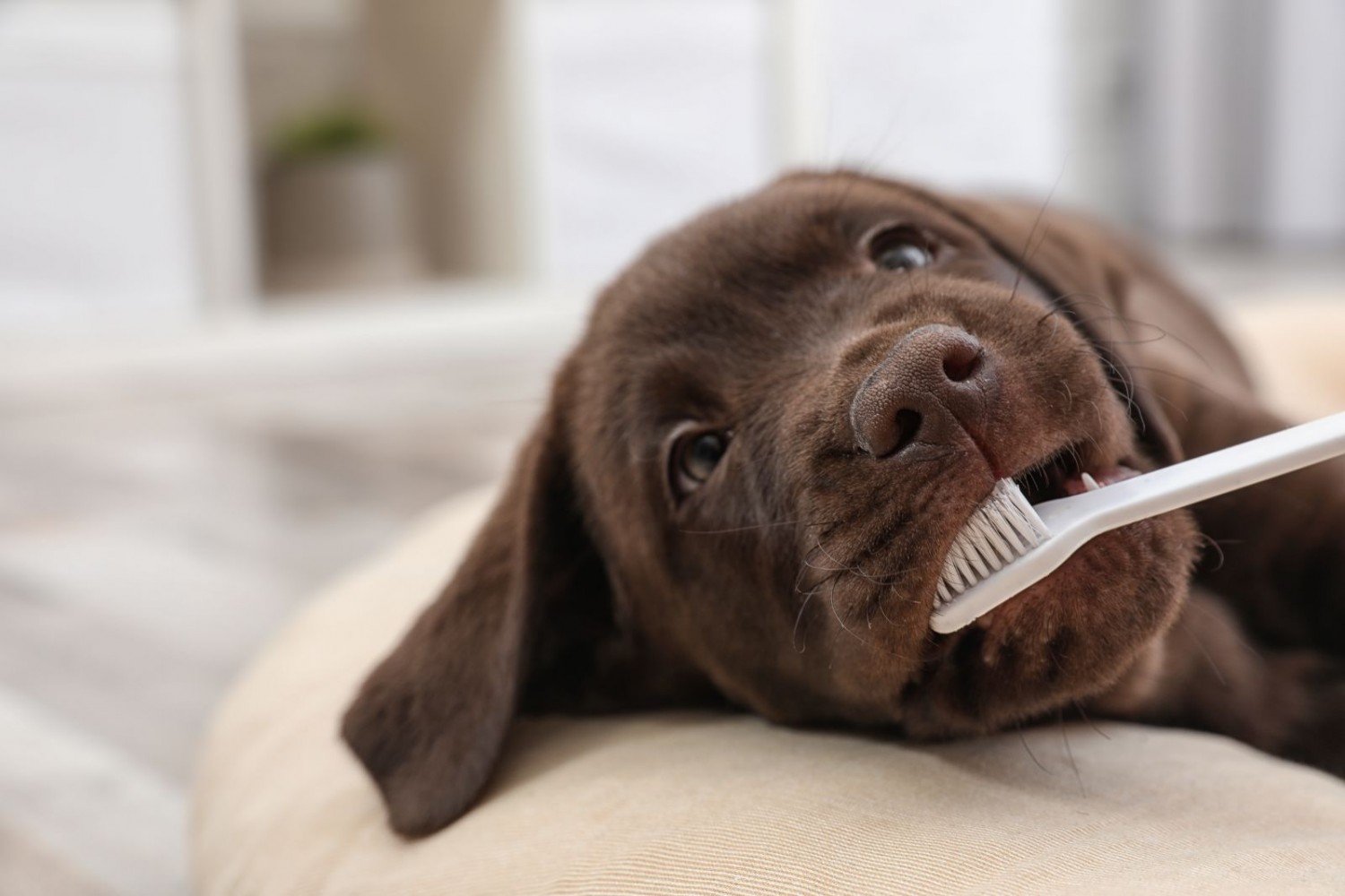 5 typer, der fejlvurderer deres kæledyrs tænder. Er du en af dem?