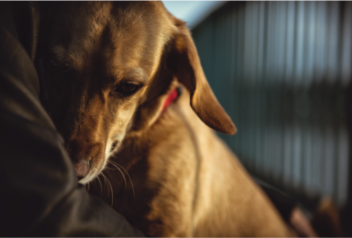 Hvordan hjælper du bedst din hund mod separationsangst?