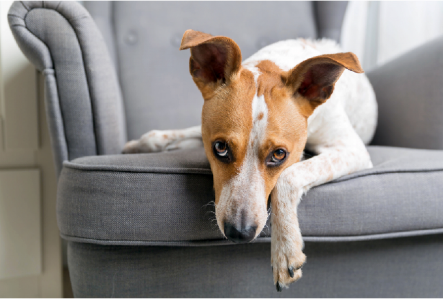6 ting der stresser din hund