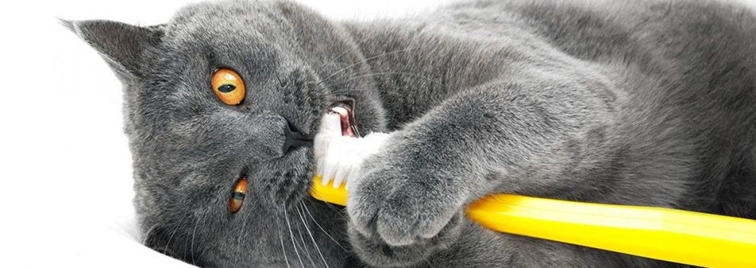 Grå kat der børster tænder