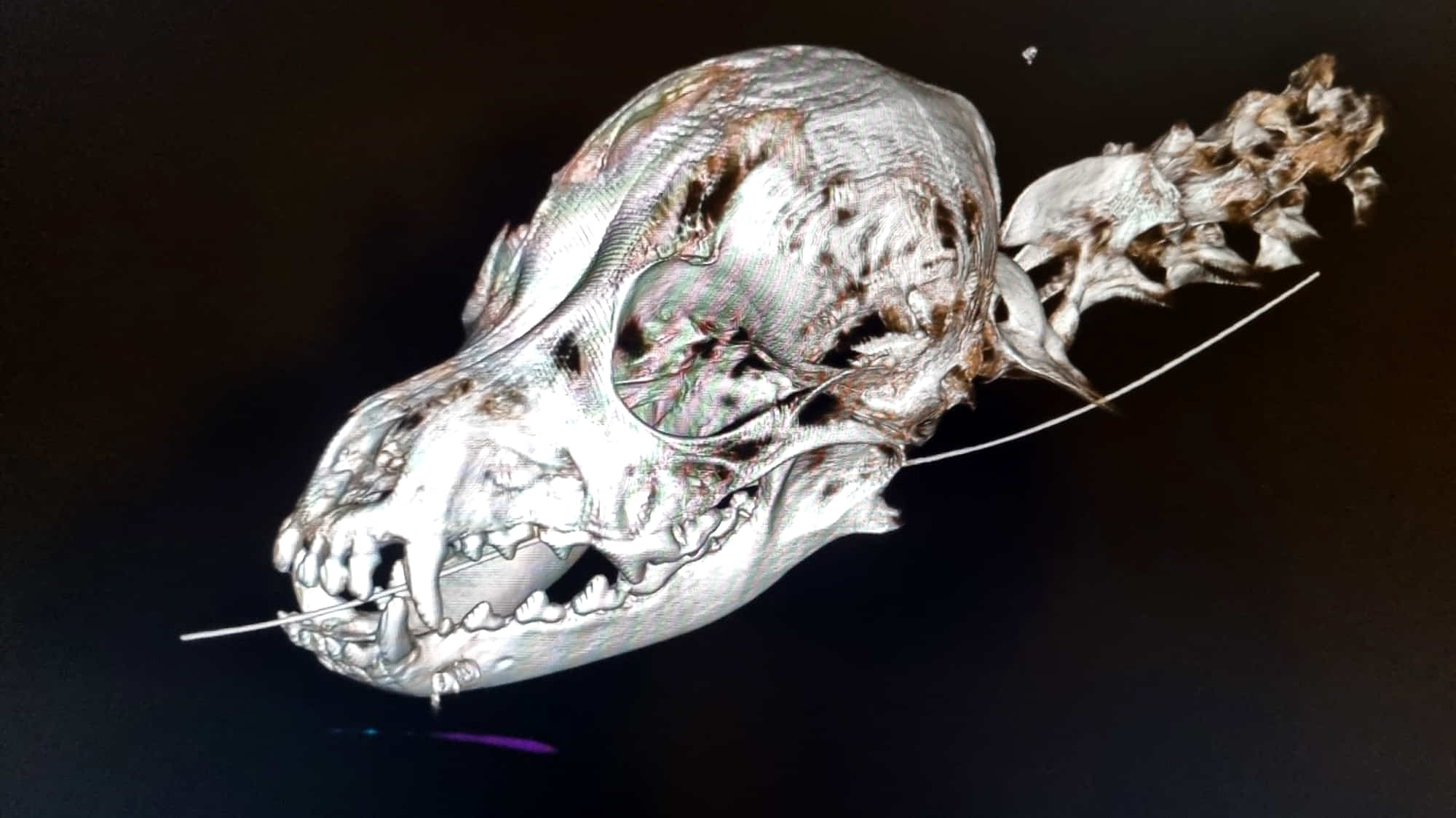Alle Transistor Sæt ud CT-scanning af kæledyr: undersøgelse af hele dyrekroppen - Kalundborg  Dyrehospital