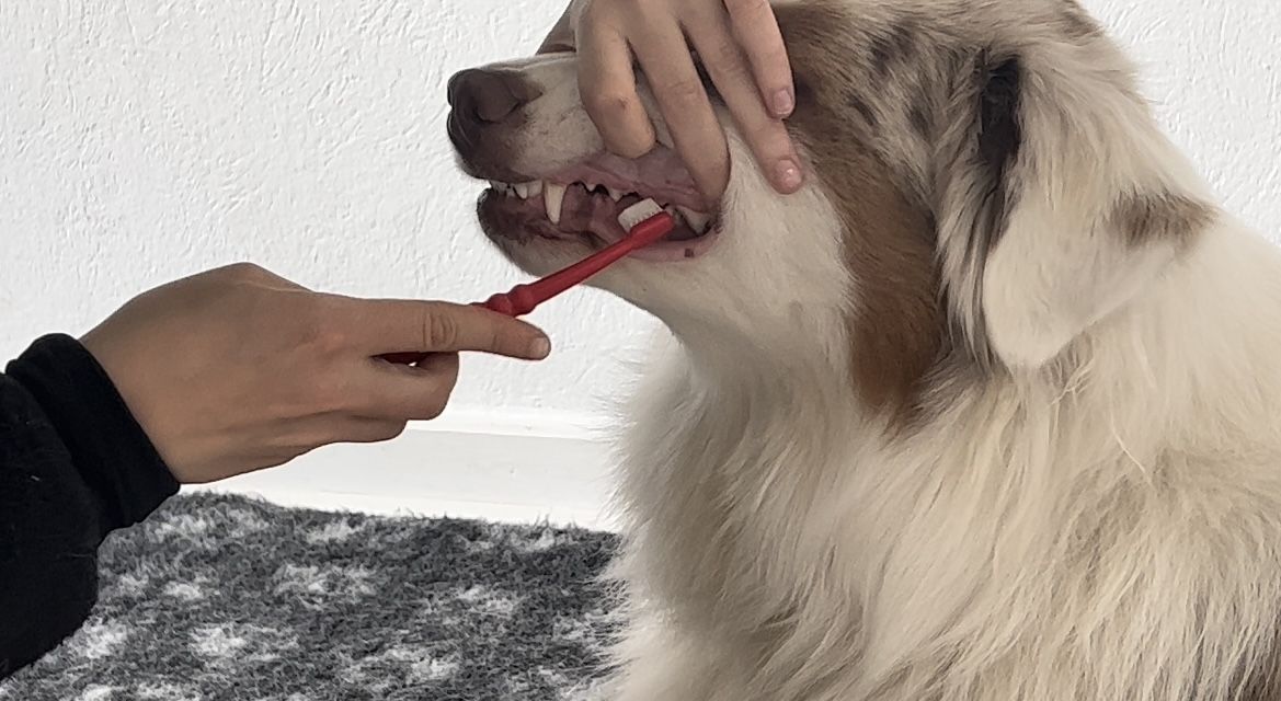 fordomme Fjern Lull Hvorfor børste tænder på hund - Nyborg dyrehospital