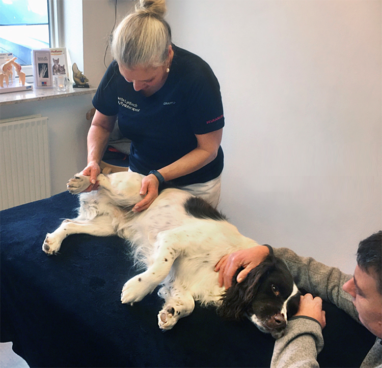 Express chap Indlejre Fysioterapi redder hund - Nyborg dyrehospital